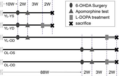 Effects of Aging on Levo-Dihydroxyphenylalanine- Induced Dyskinesia in a Rat Model of Parkinson’s Disease